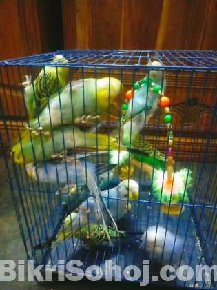 বাজিগর পাখি